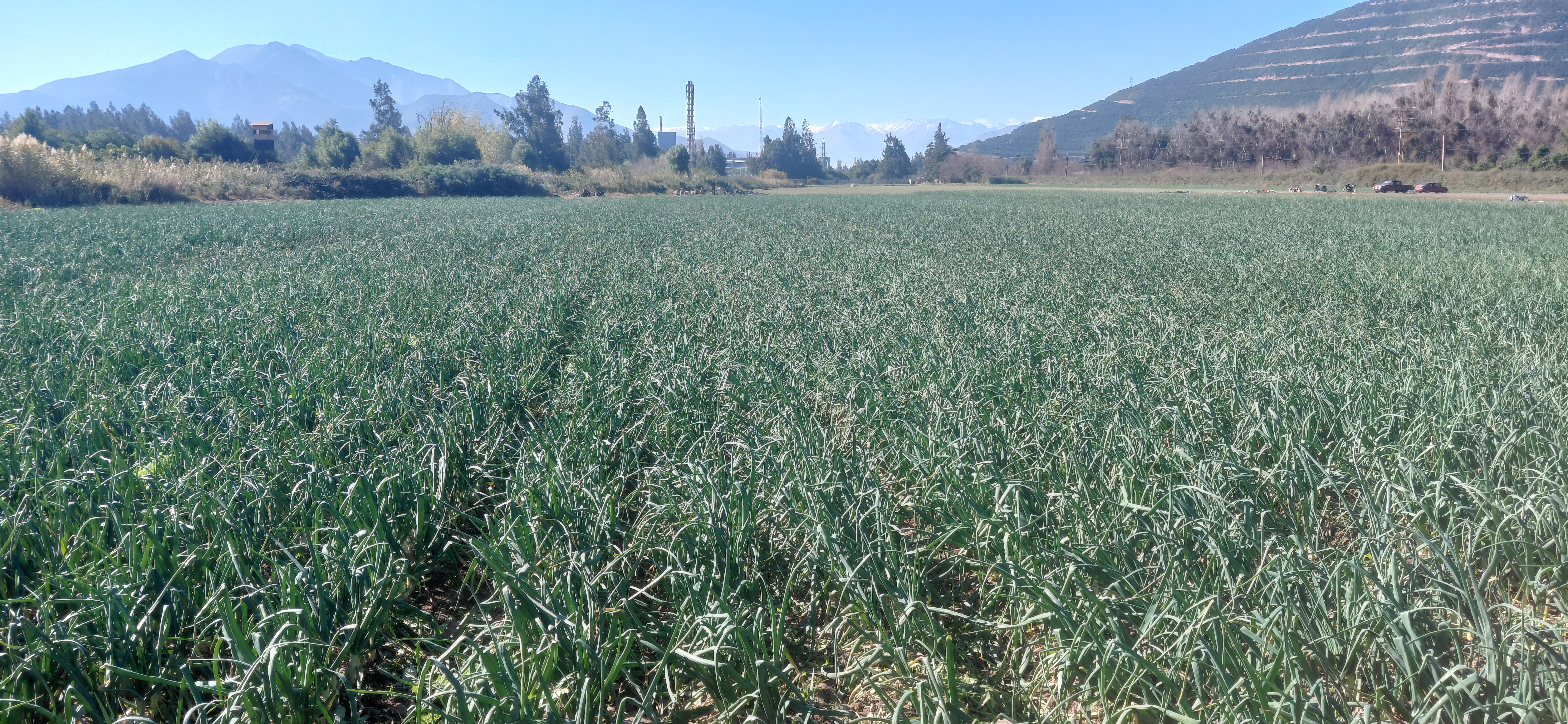 ¡Terreno agrícola de 8,7 hectáreas con derechos de agua! - foto 3