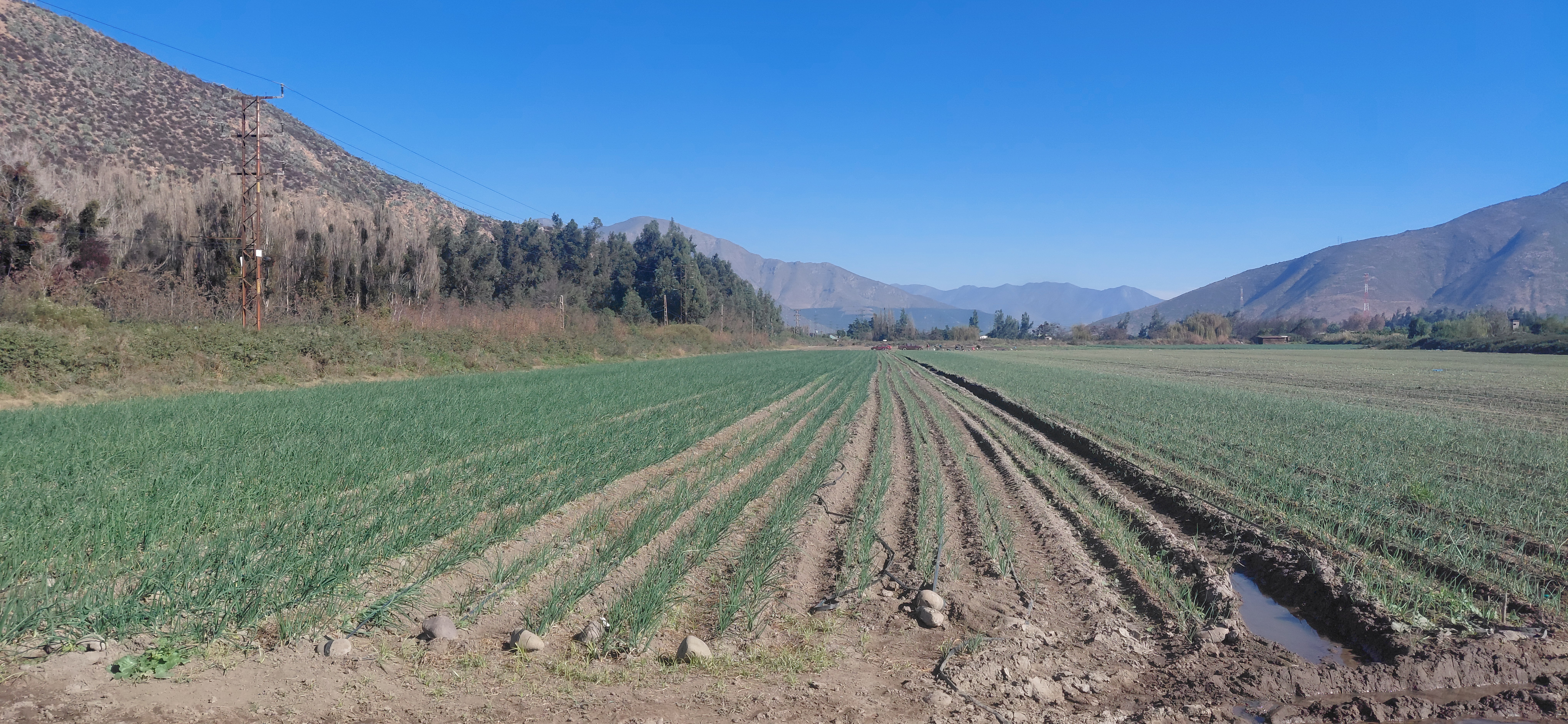 ¡Terreno agrícola de 8,7 hectáreas con derechos de agua! - foto 5
