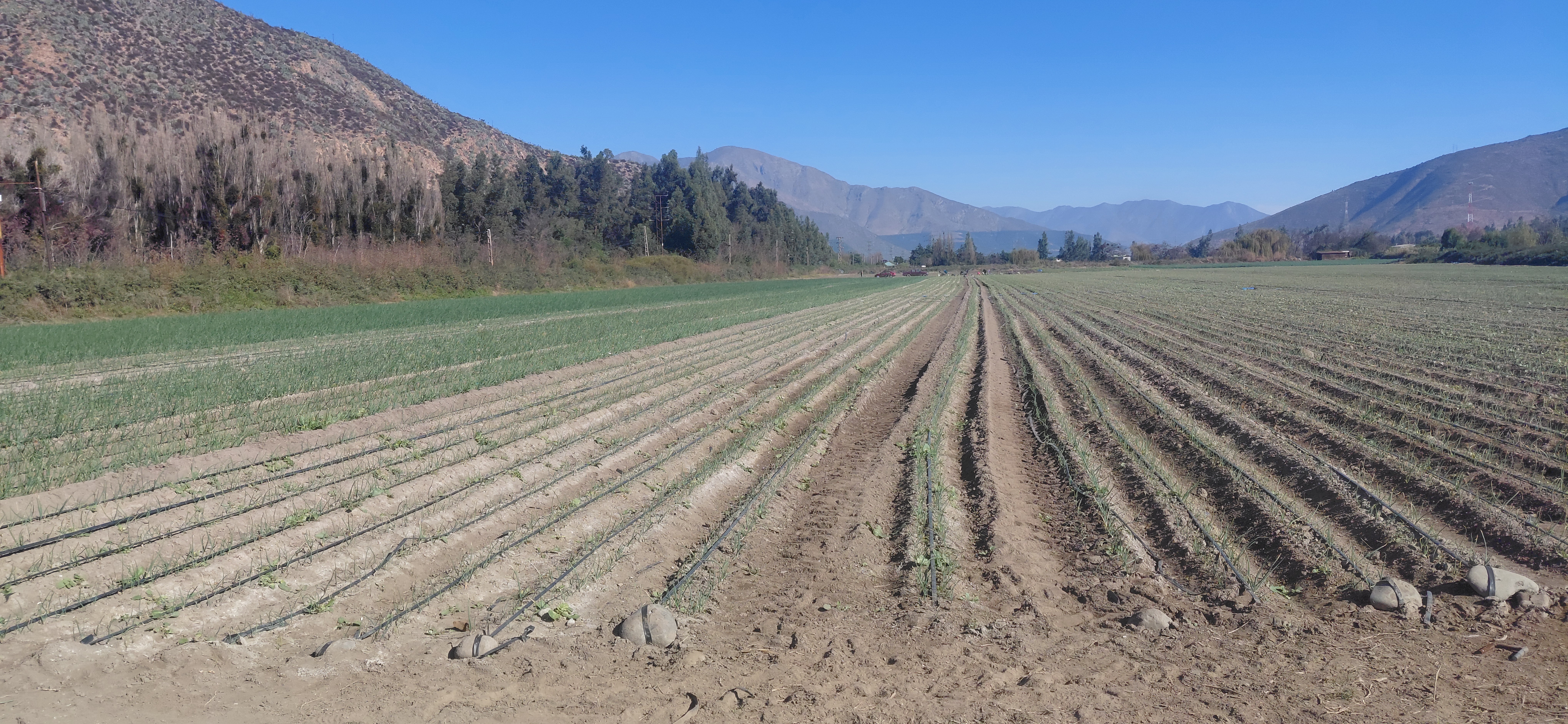 ¡Terreno agrícola de 8,7 hectáreas con derechos de agua! - foto 6