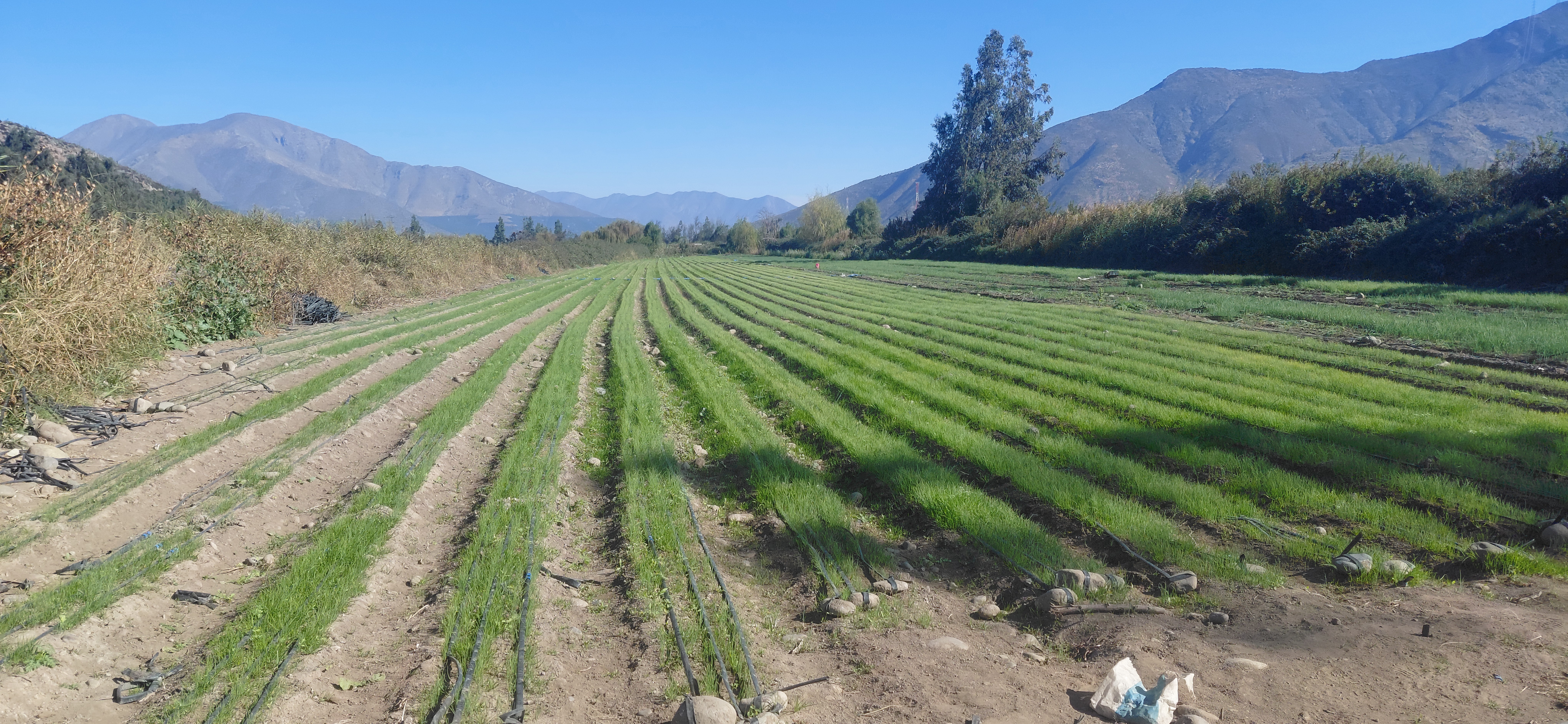 ¡Terreno agrícola de 8,7 hectáreas con derechos de agua! - foto 11