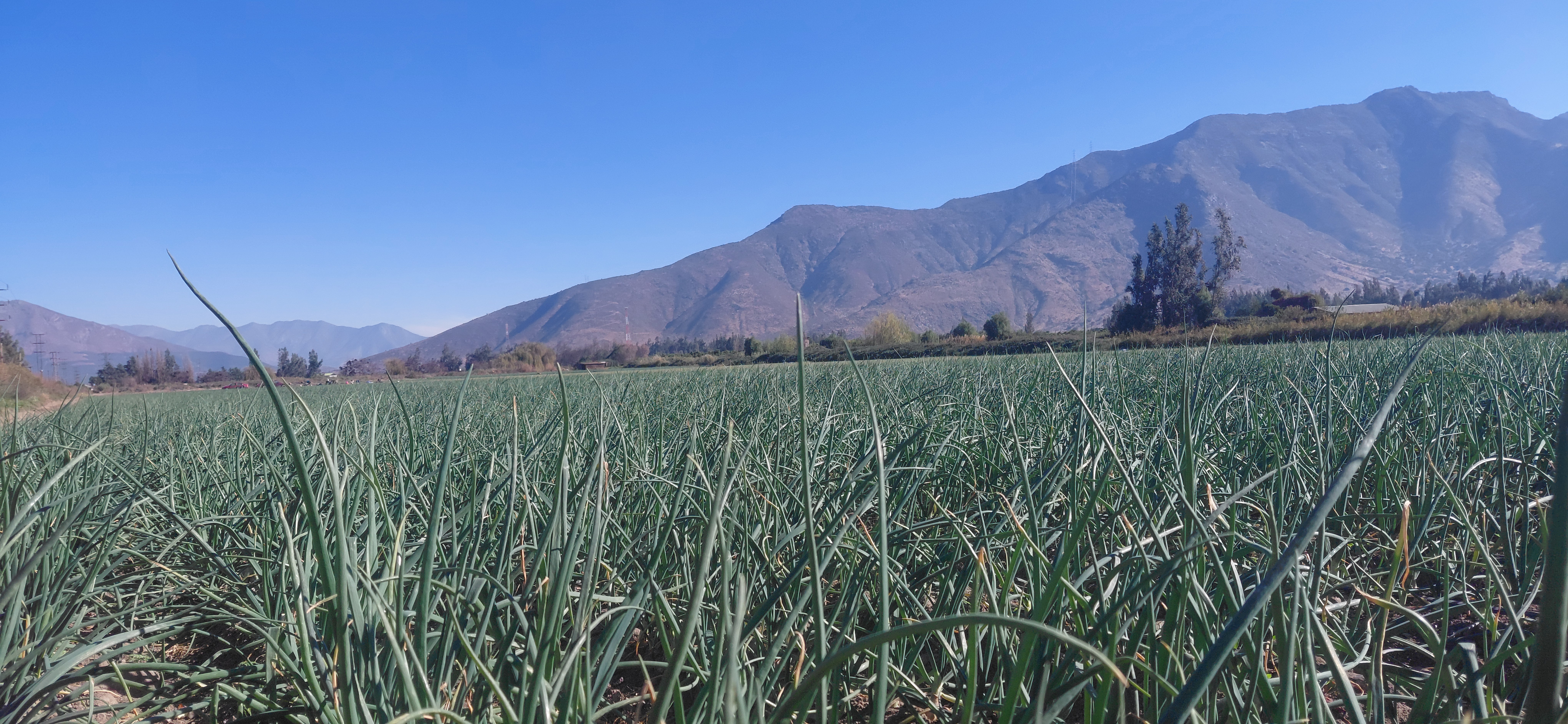 ¡Terreno agrícola de 8,7 hectáreas con derechos de agua! - foto 12