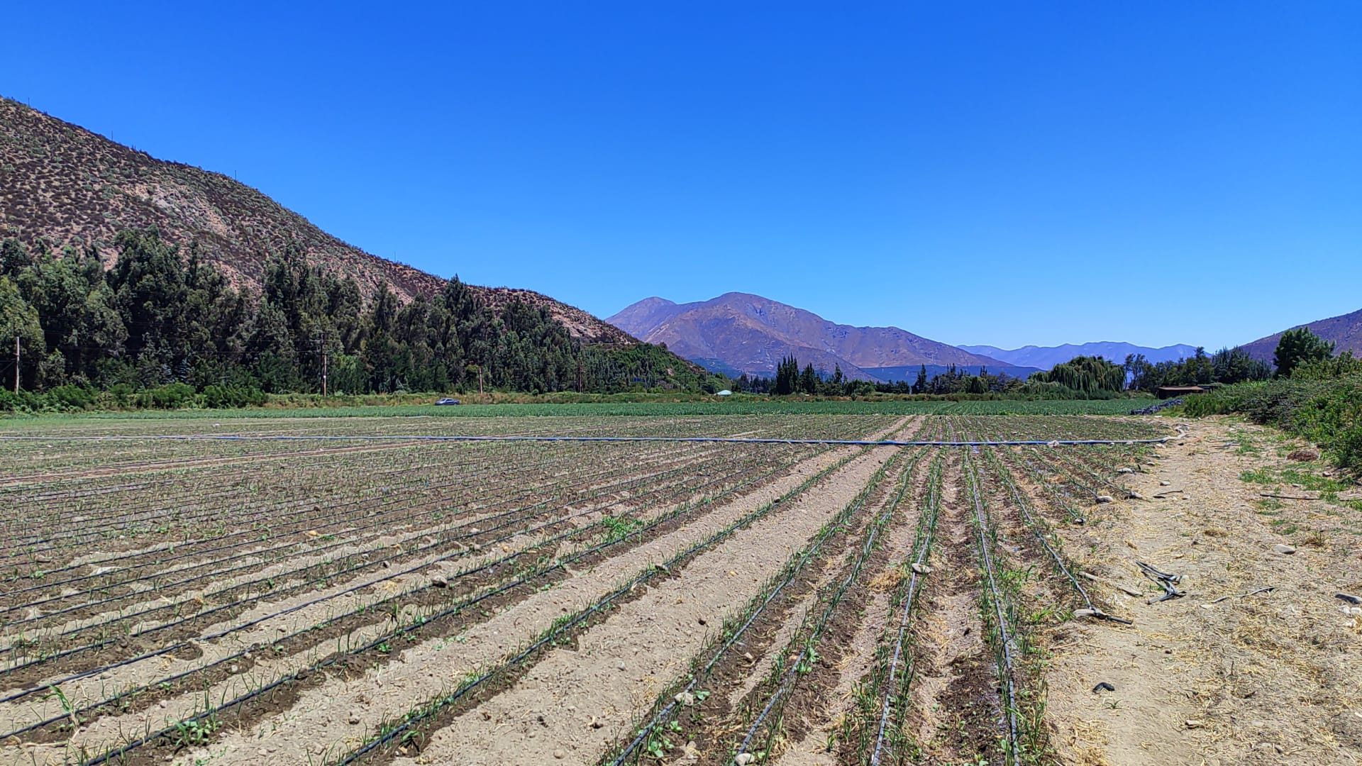 ¡Terreno Agrícola de 8 Hectáreas con Inmejorable Ubicación!